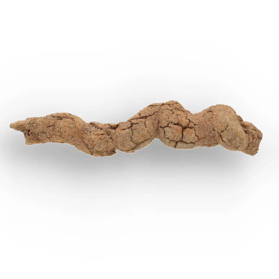 Mahajanga Madagascar Coprolite  Authentic Dinosaur Era Fossil