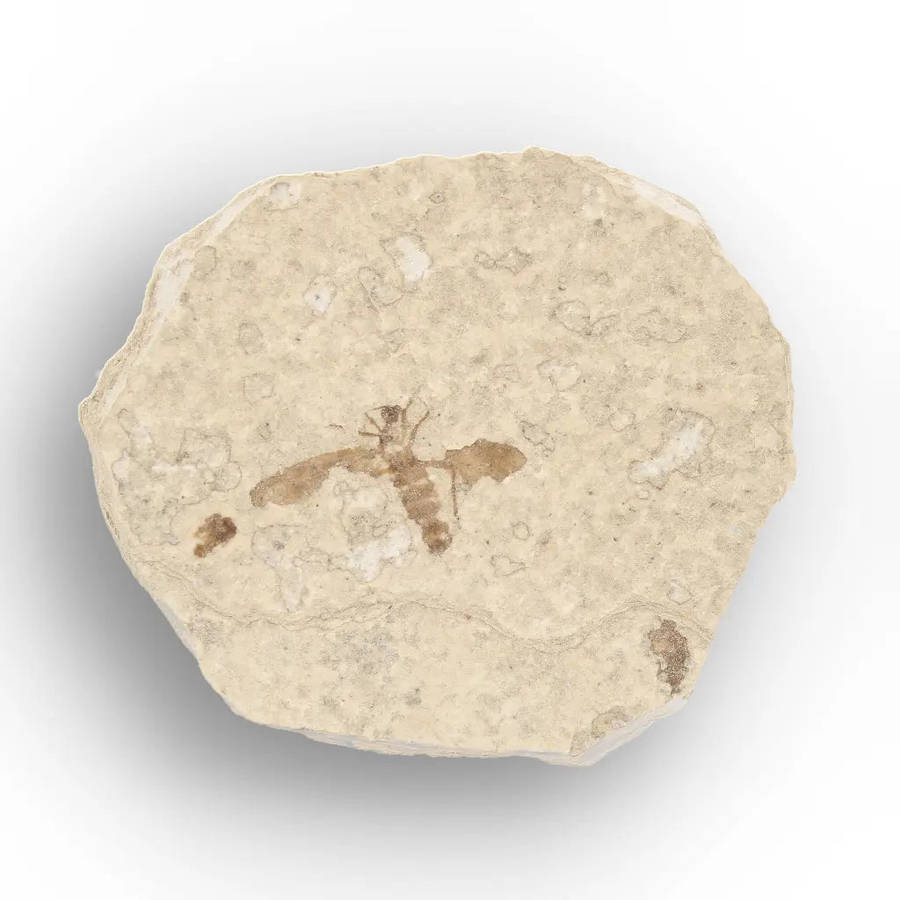 Eocene Marsh Fly Fossil in Green River Limestone