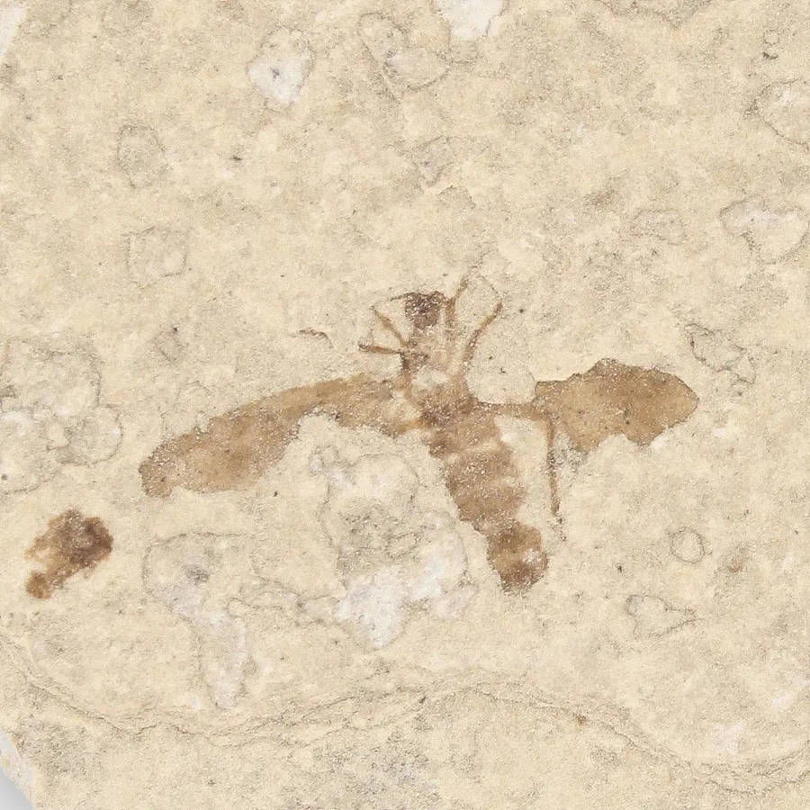 Eocene Marsh Fly Fossil in Green River Limestone