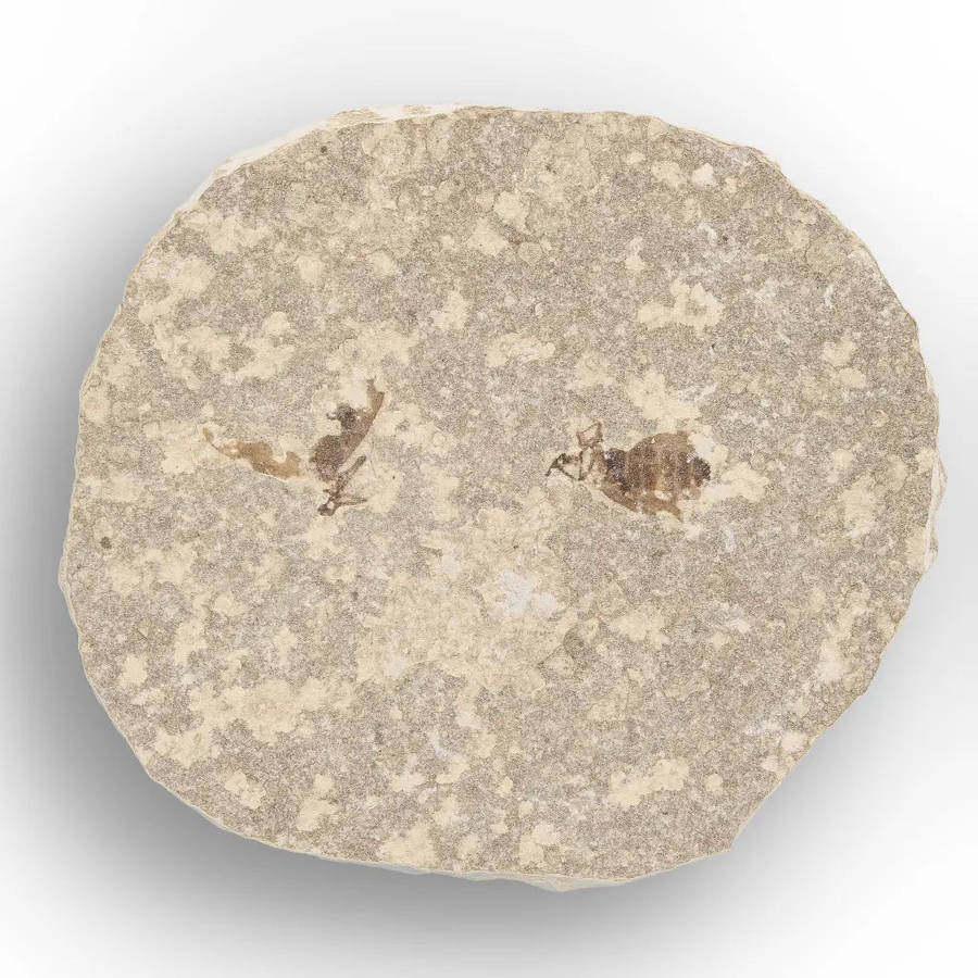 Eocene Marsh Fly Fossil from Green River Formation