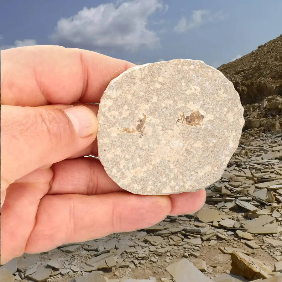 Eocene Marsh Fly Fossil from Green River Formation