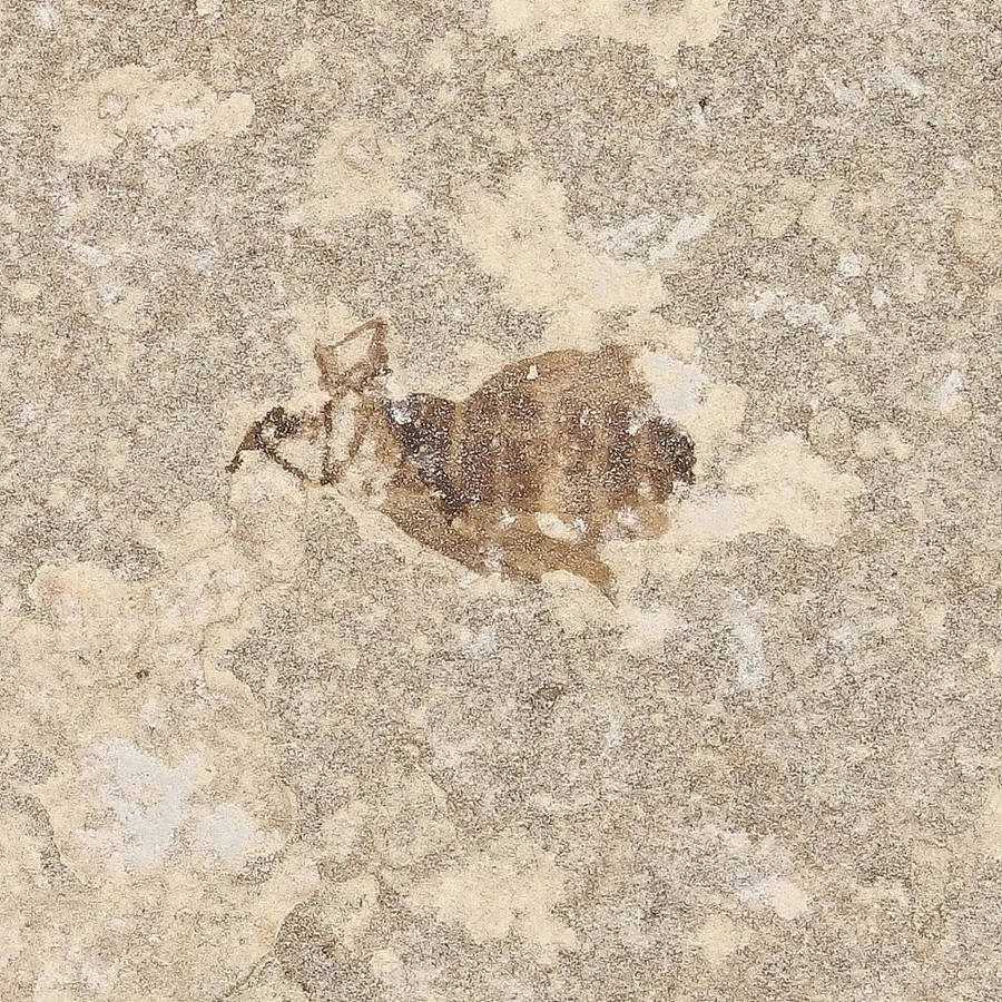 Eocene Marsh Fly Fossil from Green River Formation
