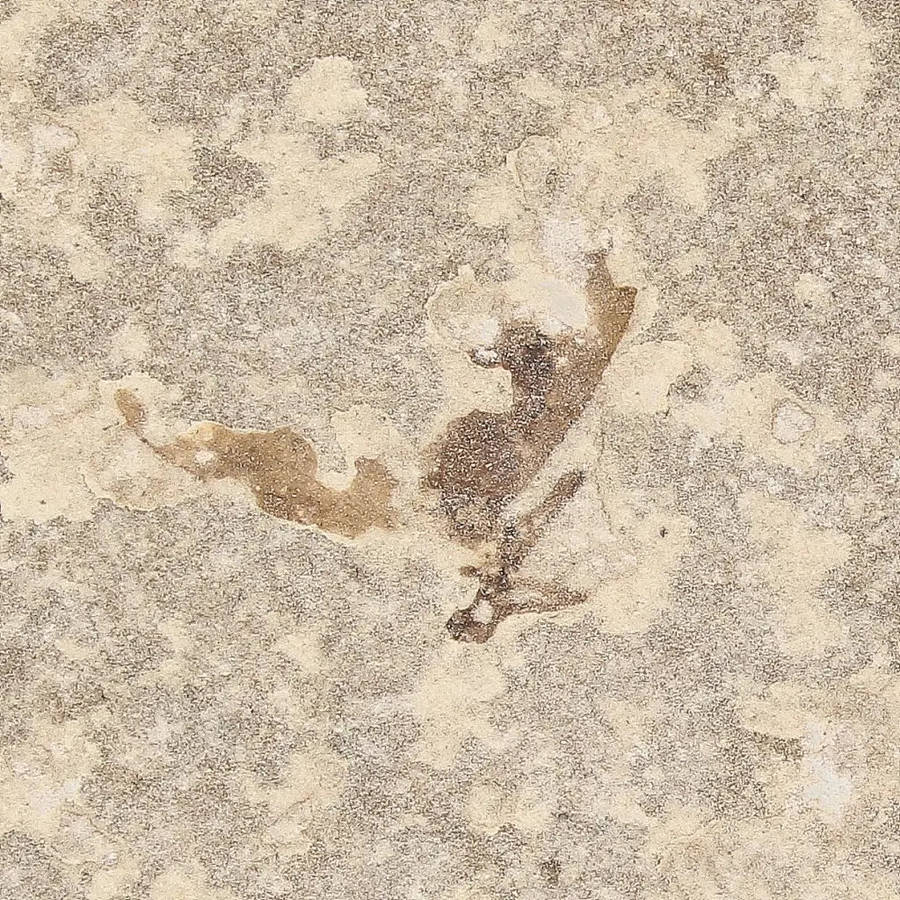 Eocene Marsh Fly Fossil from Green River Formation