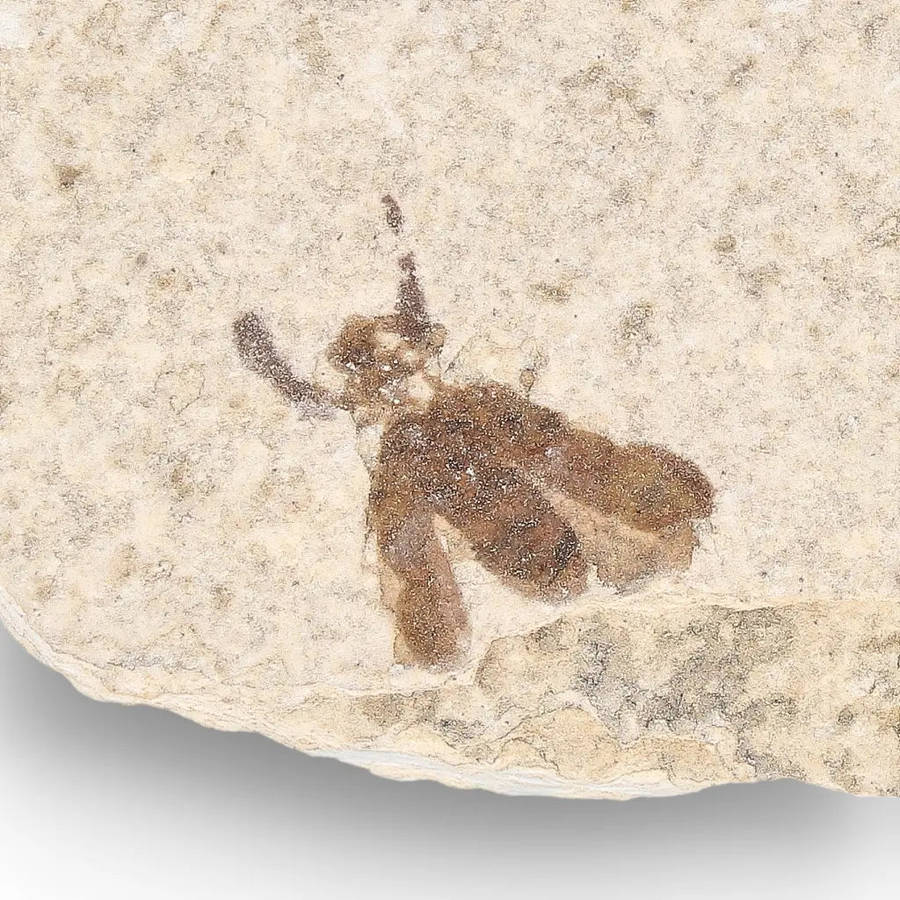 Green River Eocene Marsh Fly Fossil Specimen