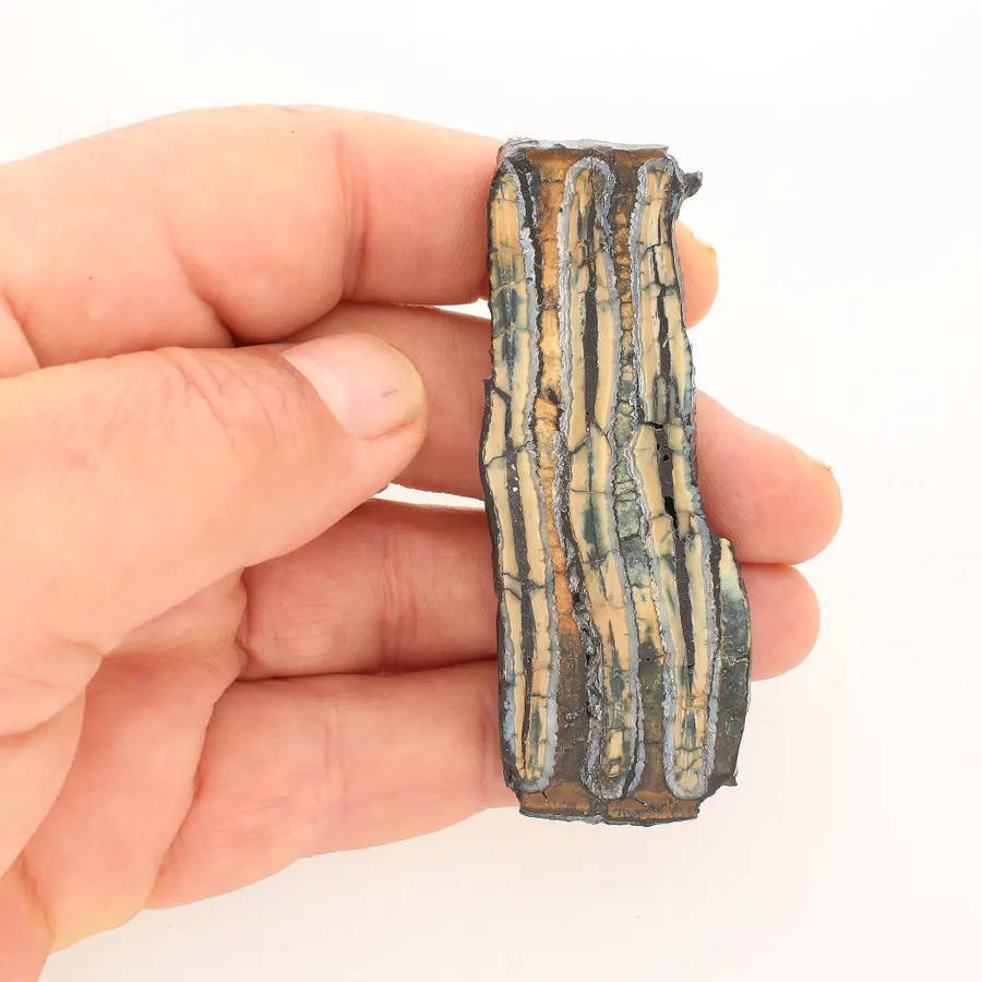 Woolly Mammoth Molar Slice from Alaskan Ice Age