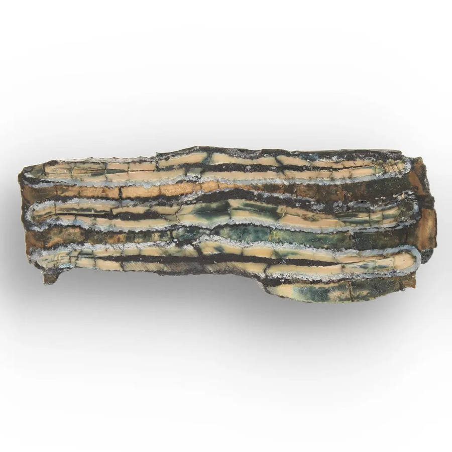 Woolly Mammoth Molar Slice from Alaskan Ice Age