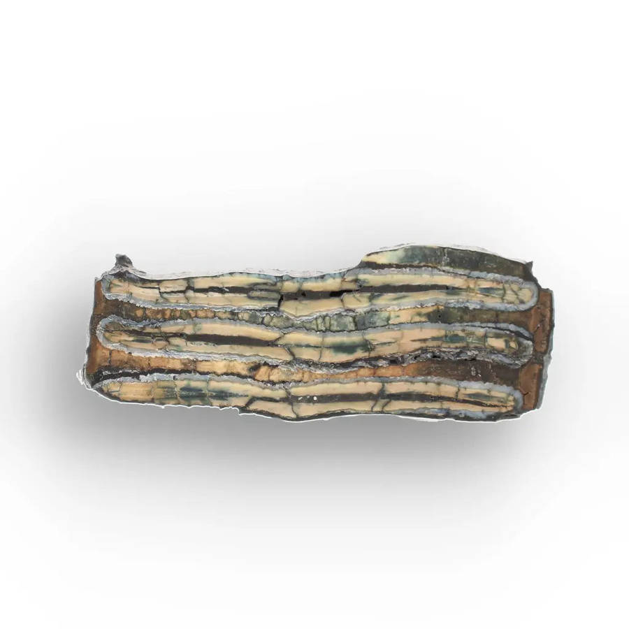 Woolly Mammoth Molar Slice from Alaskan Ice Age