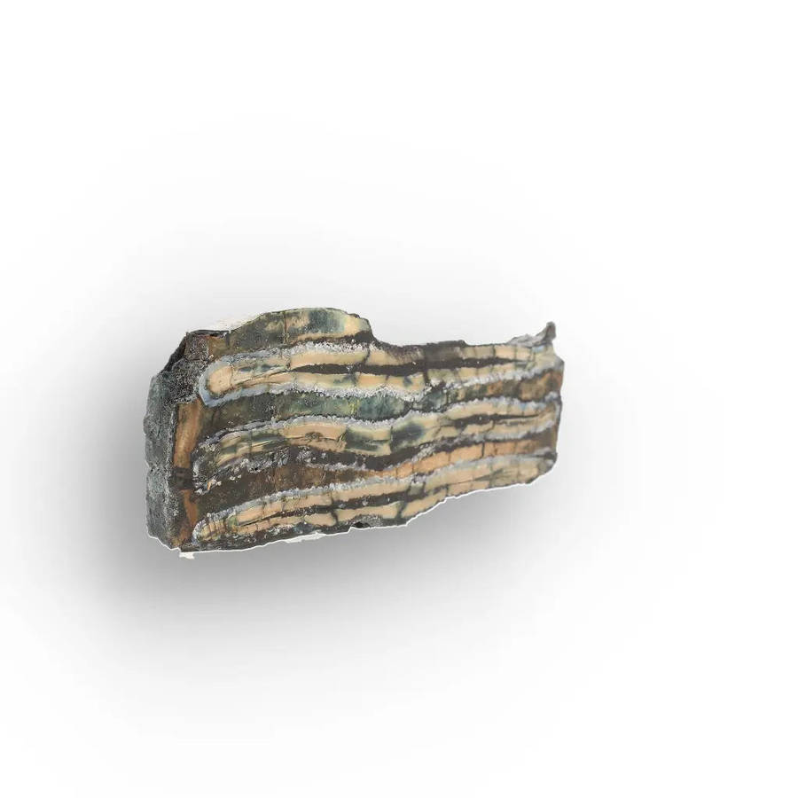 Woolly Mammoth Molar Slice from Alaskan Ice Age