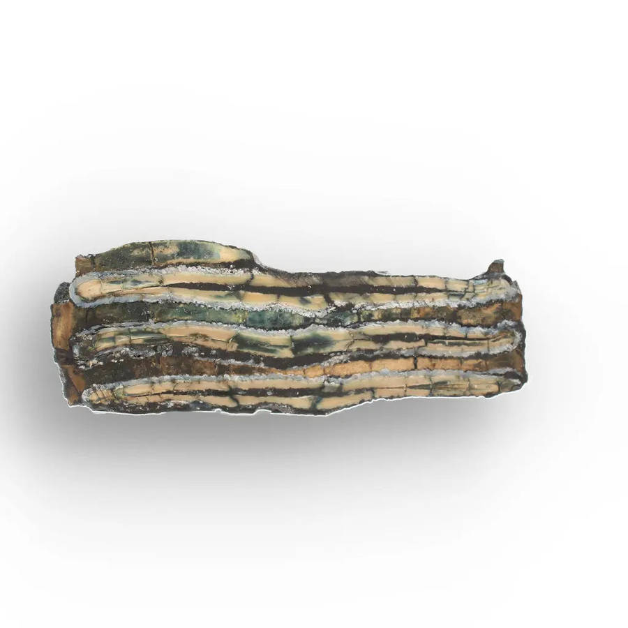 Woolly Mammoth Molar Slice from Alaskan Ice Age