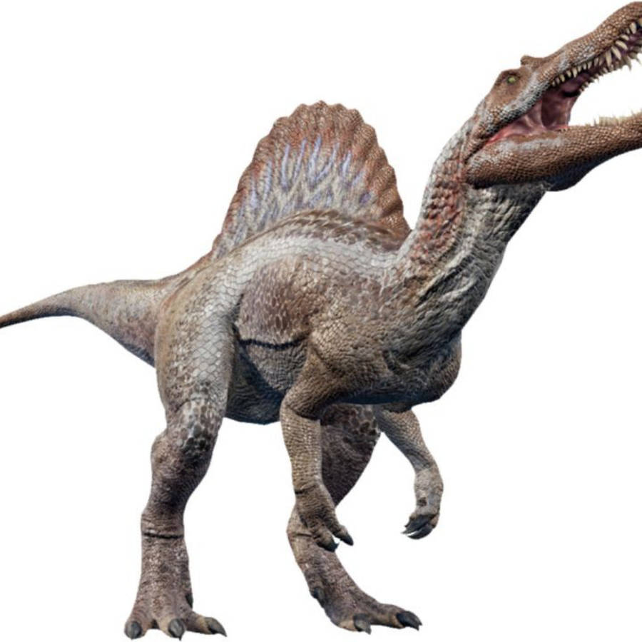 96mm Spinosaurus Tooth: Well-Preserved, Feeding Wear