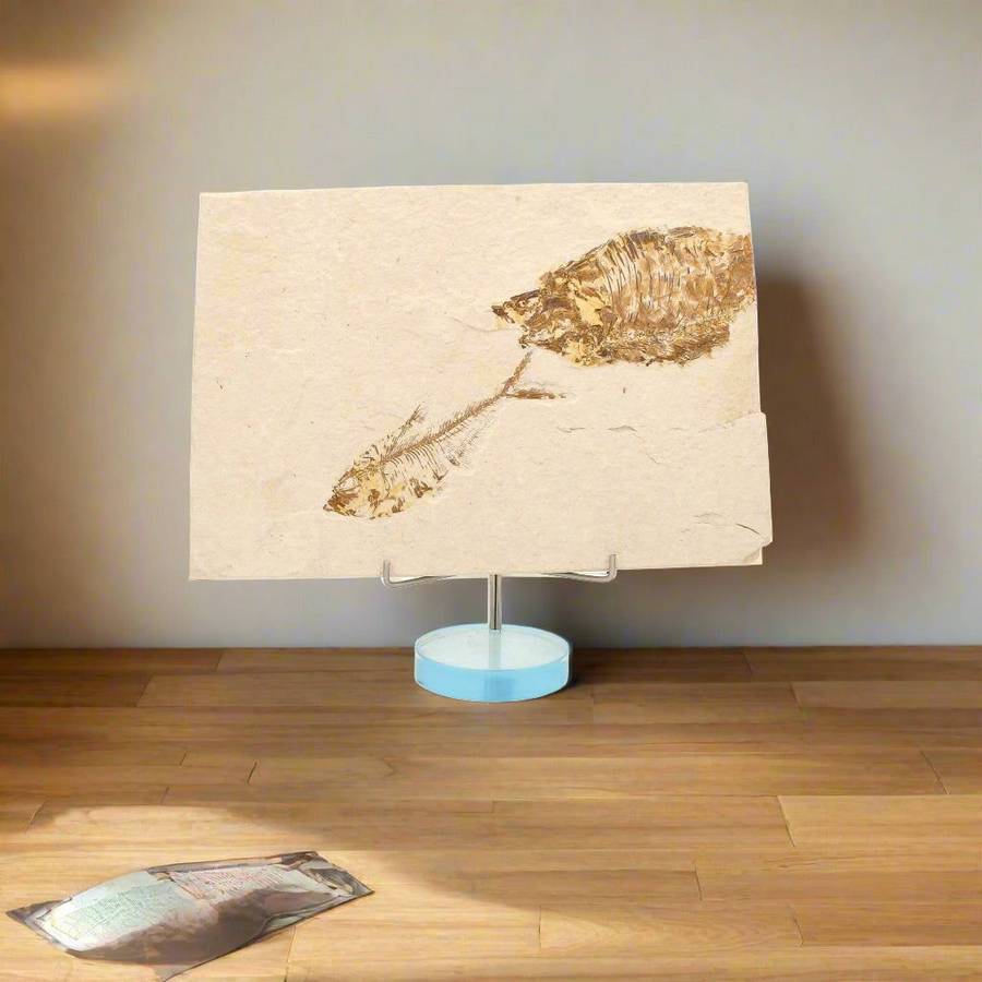 Fossilized Knightia Fish (Green River)