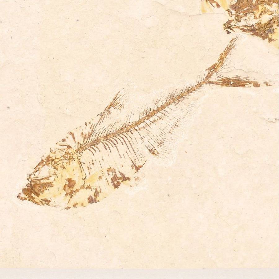 Fossilized Knightia Fish (Green River)