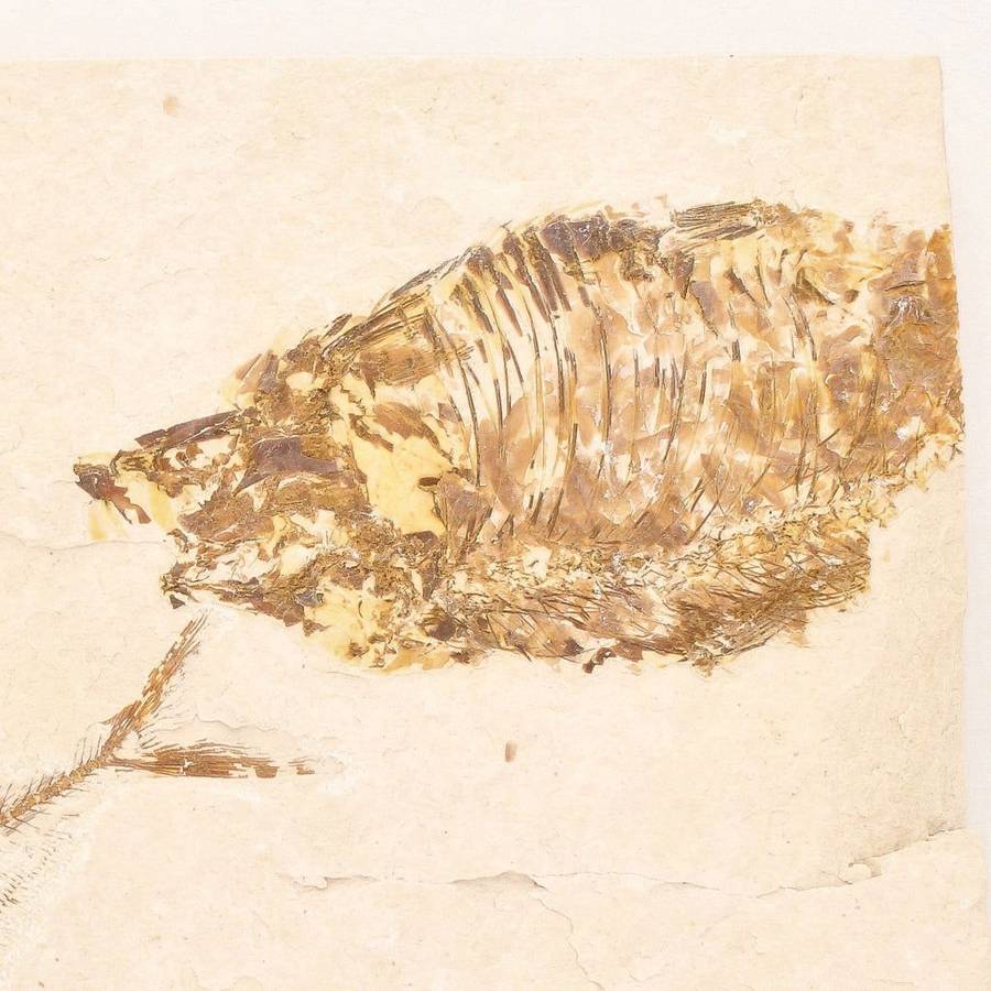 Fossilized Knightia Fish (Green River)