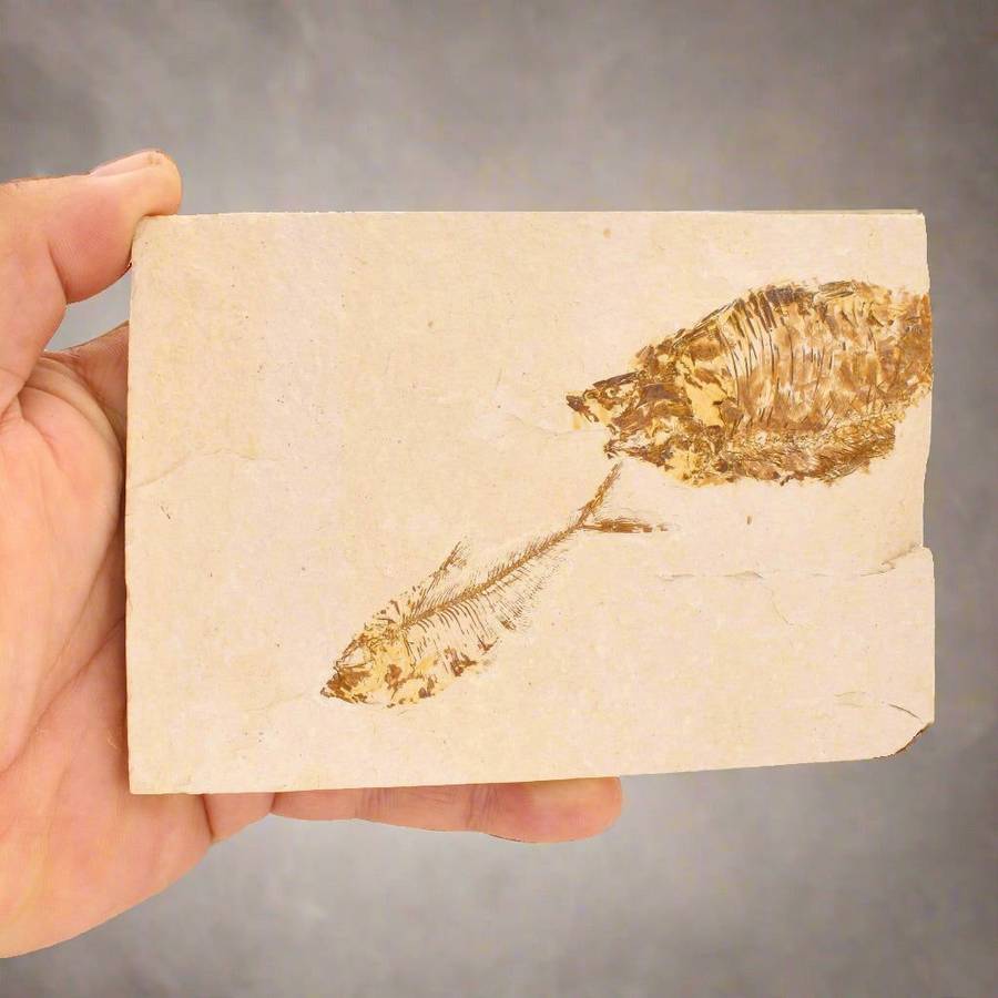 Fossilized Knightia Fish (Green River)