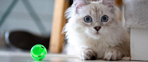 Shop cat toys online