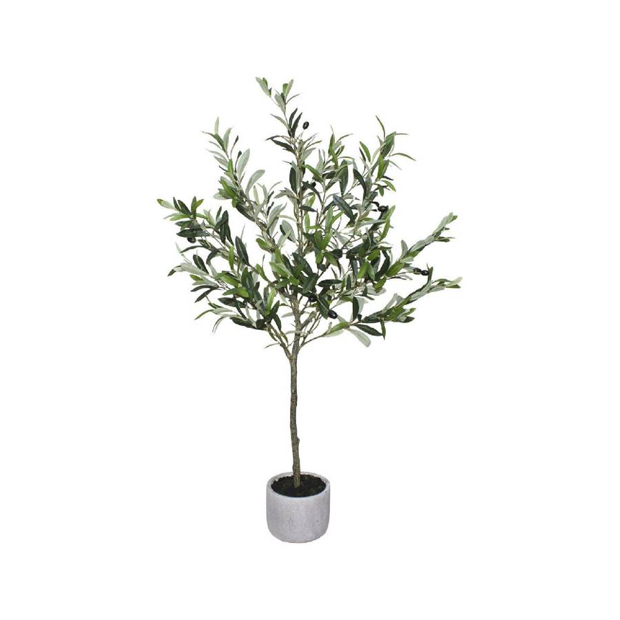 Potted Olive Tree