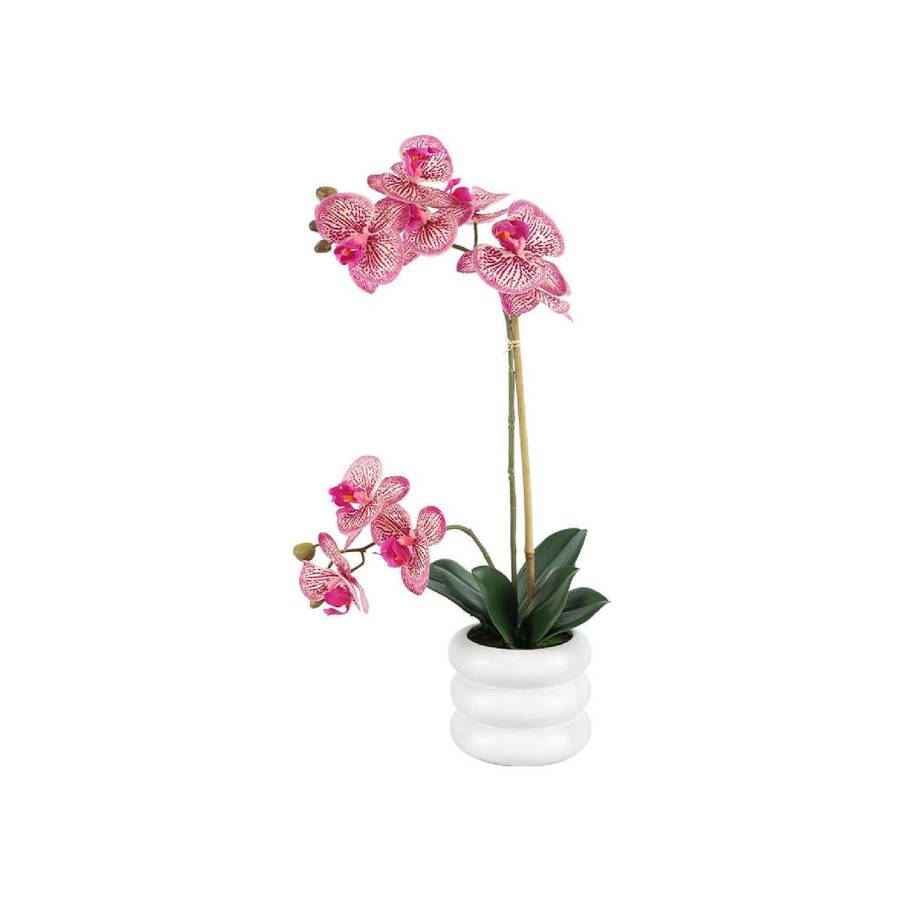 Fuchsia Orchid in Rippled Pot
