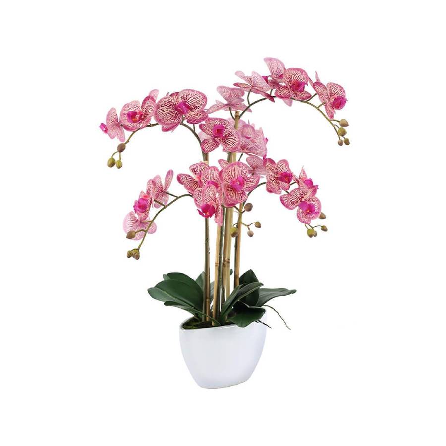 Fuchsia Orchid in White Pot