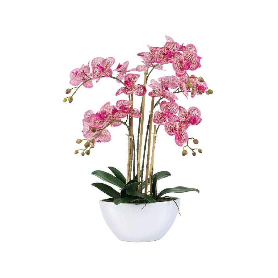 Fuchsia Orchid in White Pot