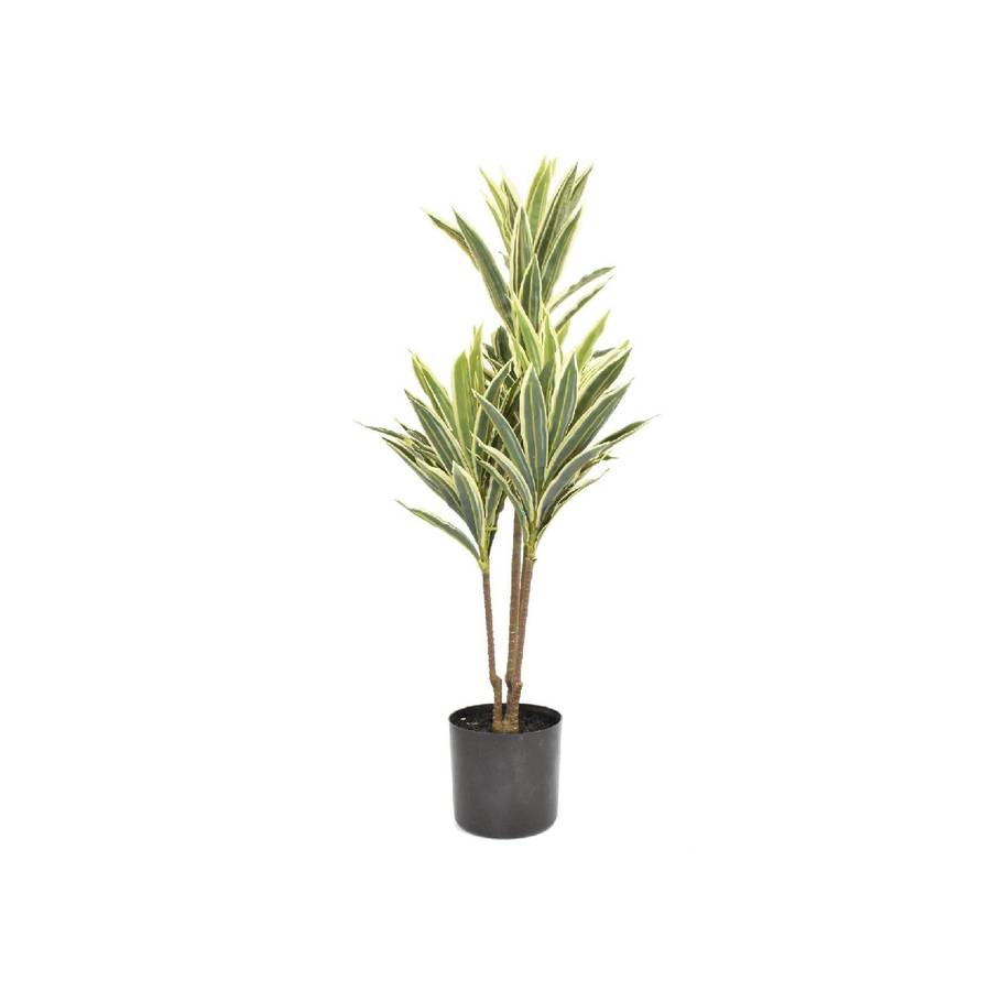 Mini Dracaena Plant