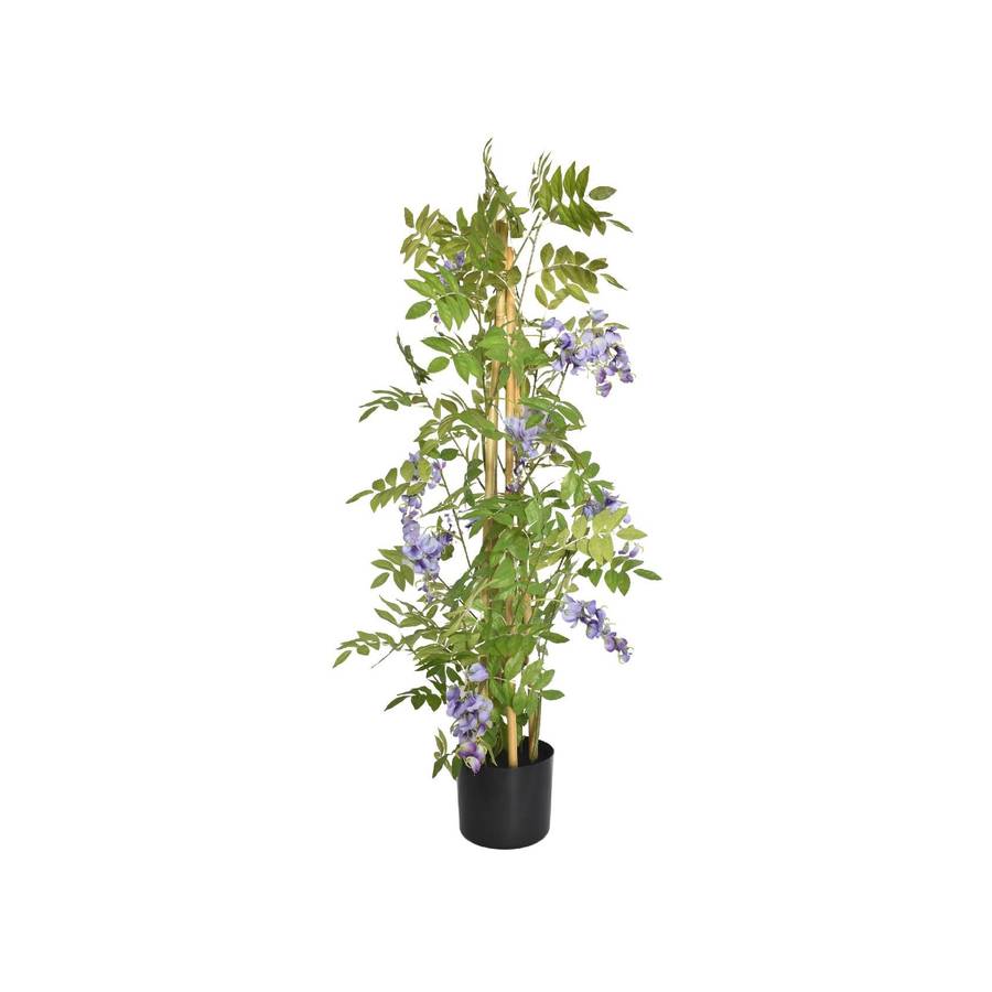 Potted Lilac Wisteria Plant