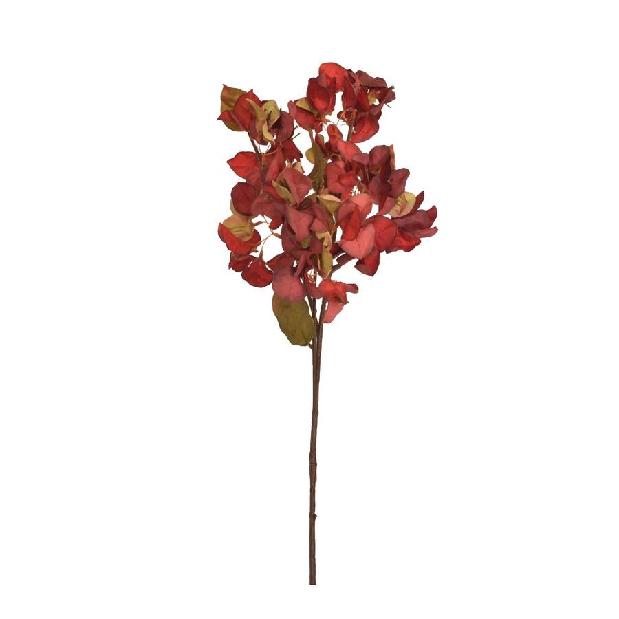 Red Bougainvillea Stem