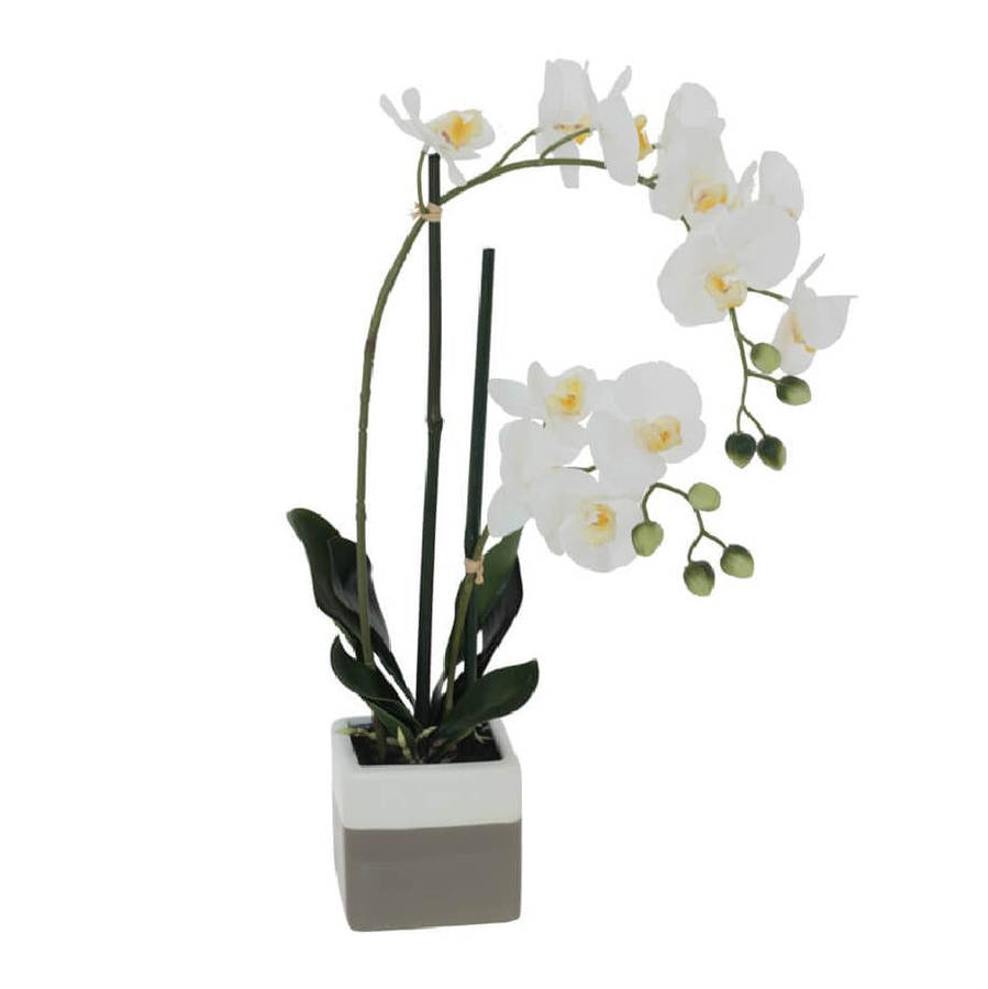 Orchid in Ceramic Pot