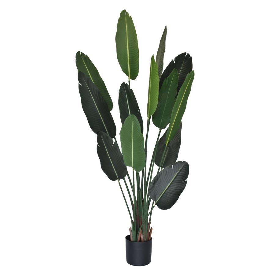 Banana Leaf Plant