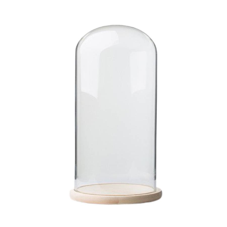 Glass Dome with Pine Base