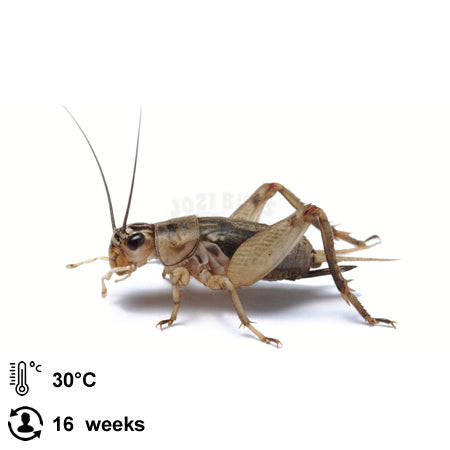 Grey Crickets - Large / 1 Liter
