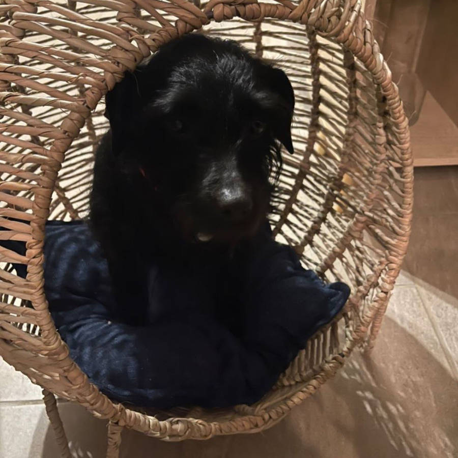 Kukon - Luxury Pet Baskets MEDIUM