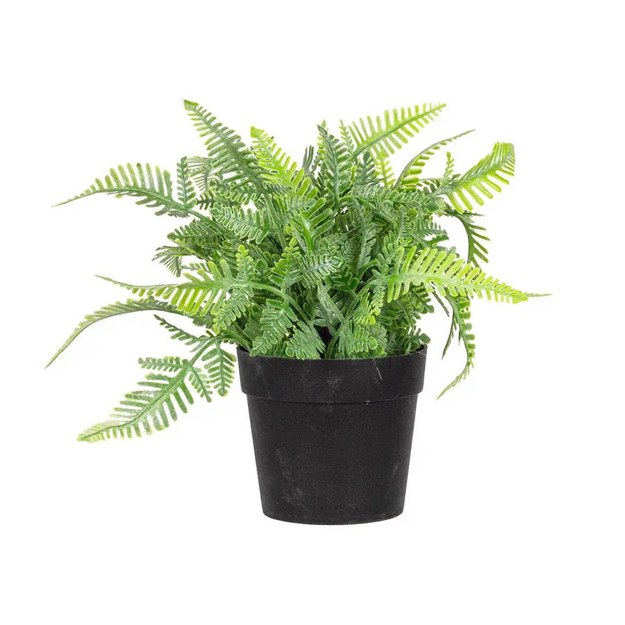 Fern - Small Beauty 18cm