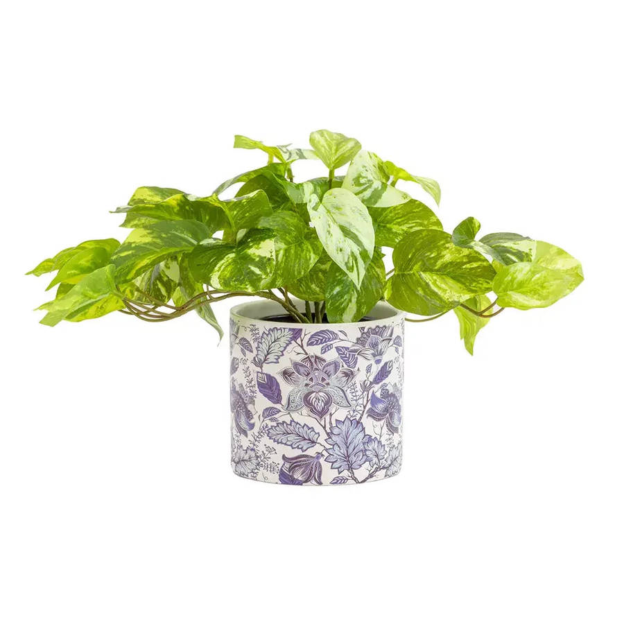 Marble Pothos Bush