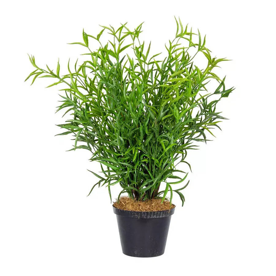 Plant - Bladed Leaves 43cm