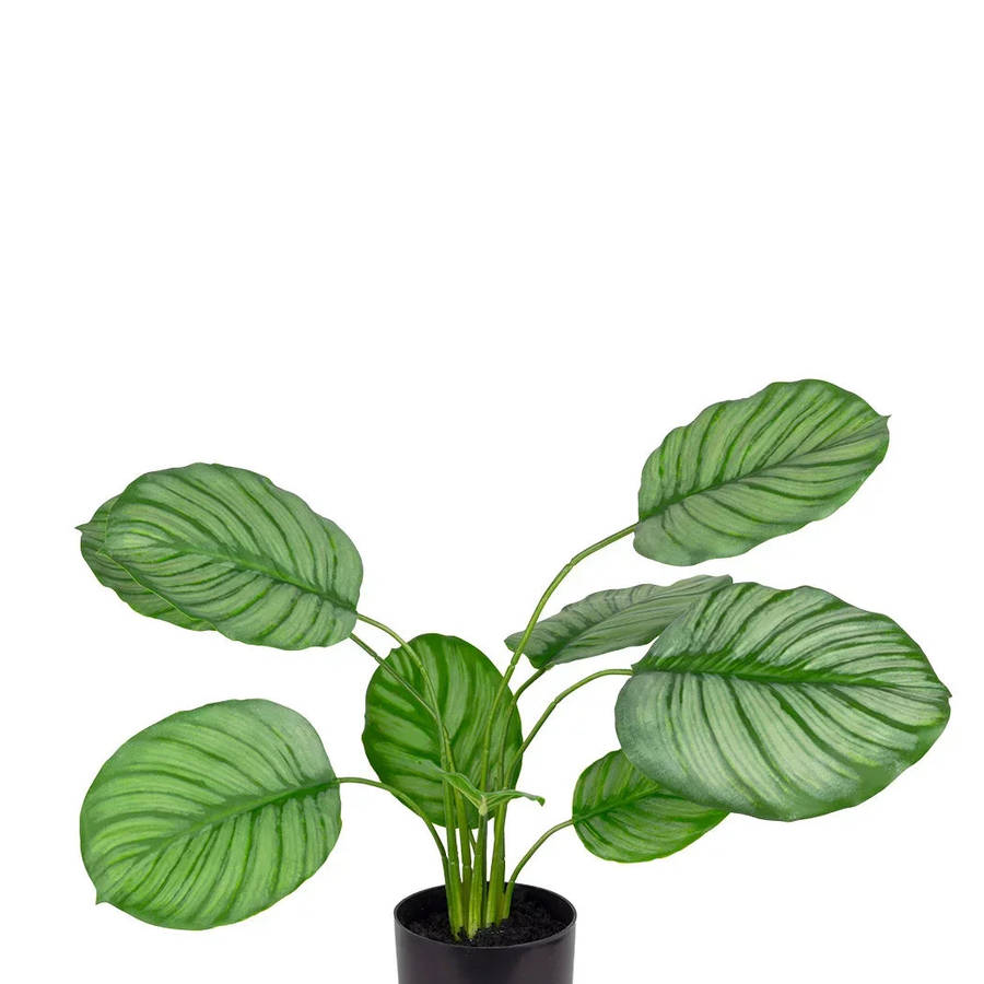 Potted Plant - Calatheas 40cm