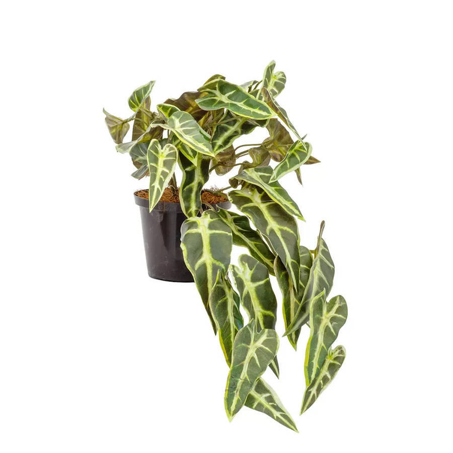 Potted Plant - Hanging Alocasia