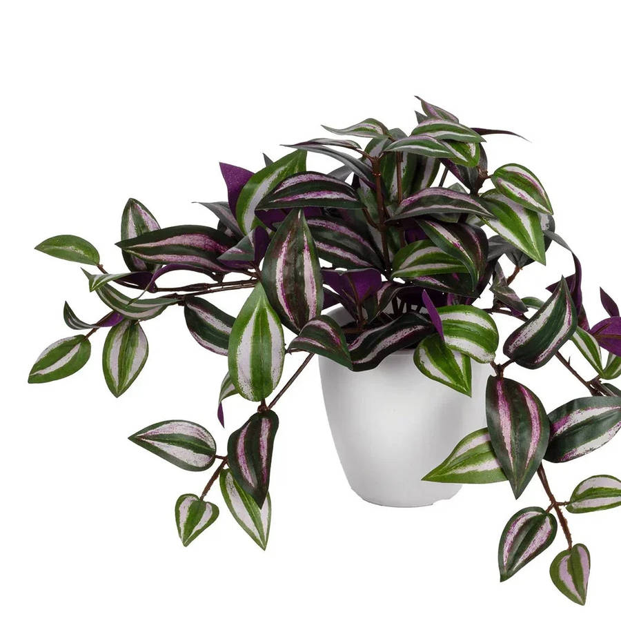 Potted Plant - Zebra Bush