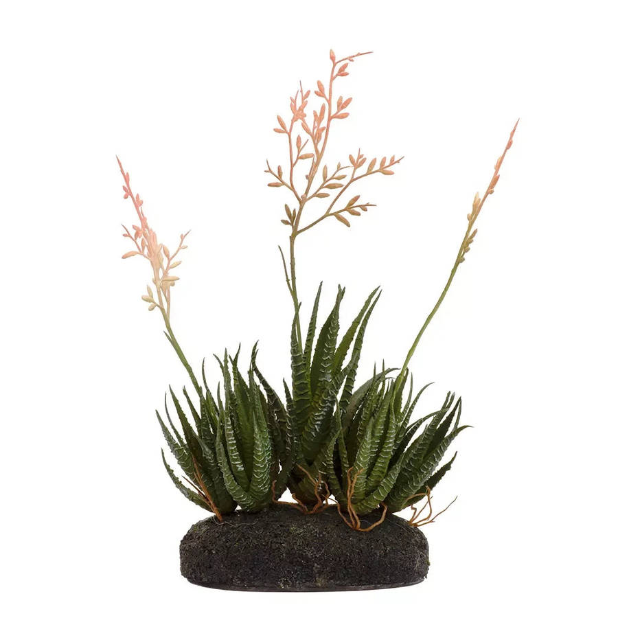 Succulent - Flowering on Base