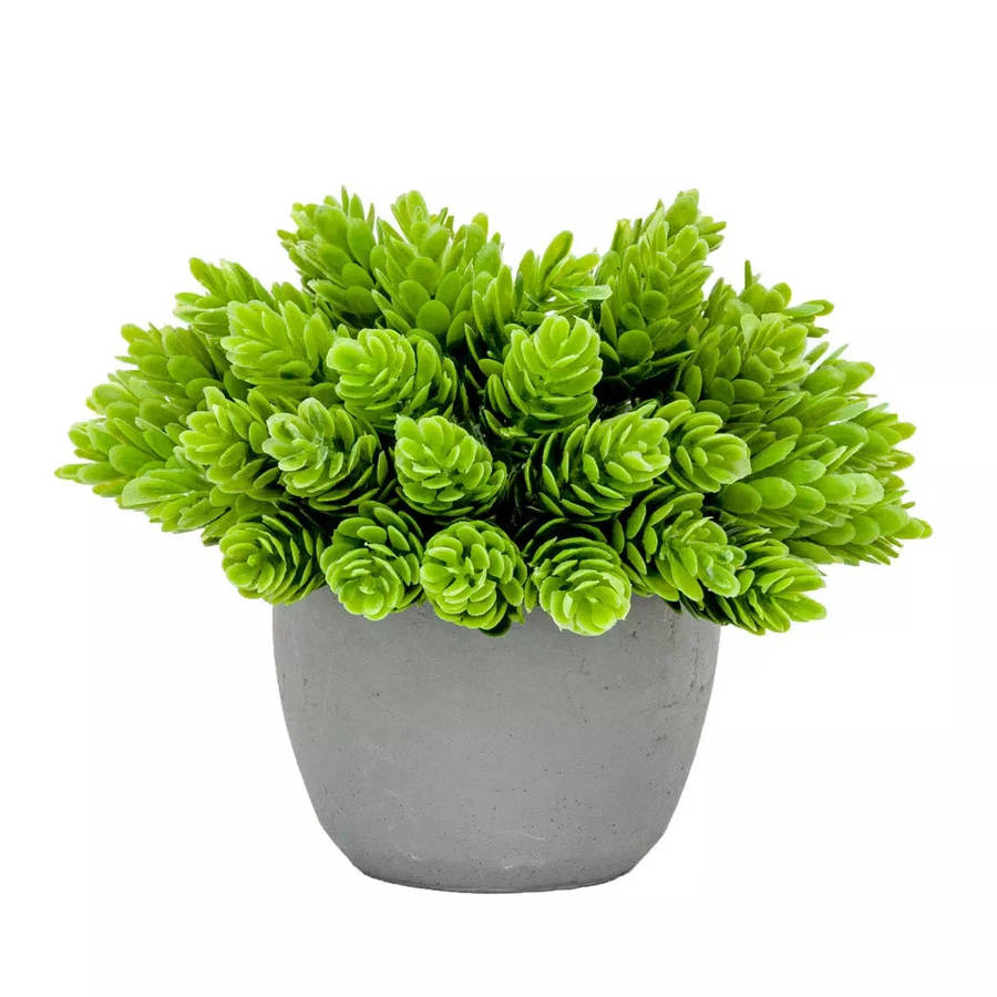 Pine Bush - Potted 14cm