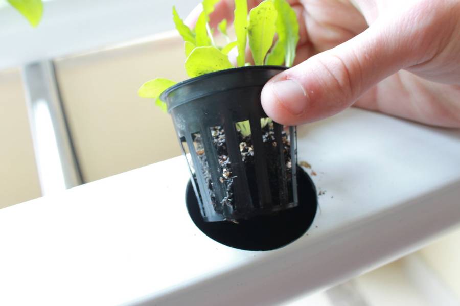 50mm Net Pot - Set of 25