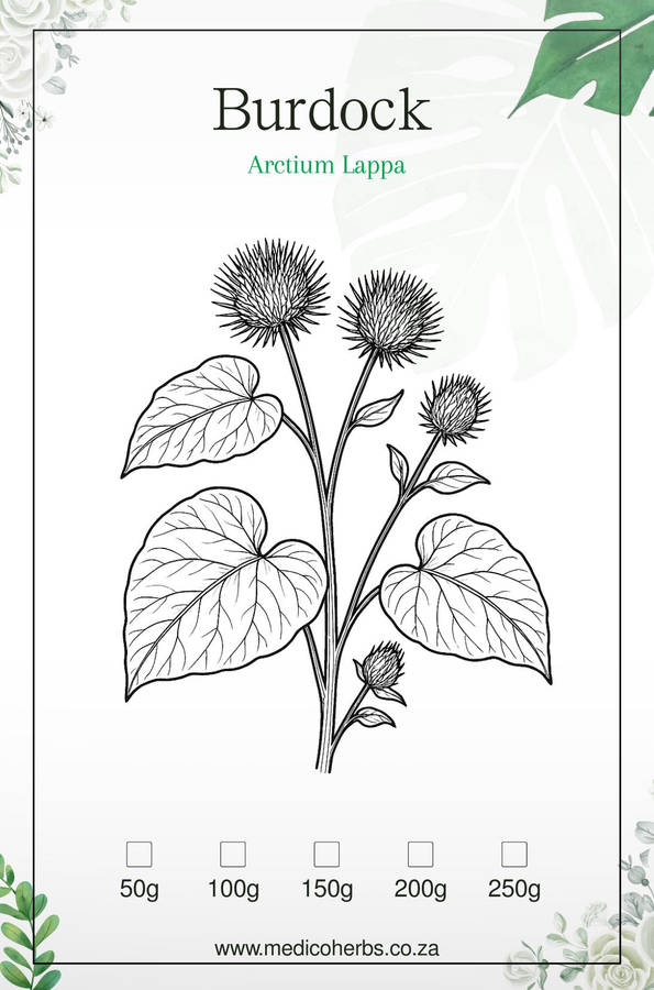 Burdock Powder 50g