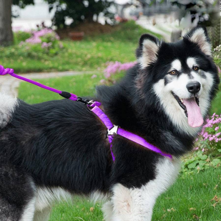 Pet Dog Collar + Harness + Leash Three Sets, M, Harness Chest Size: 43-67cm, Collar Neck Size: 33...