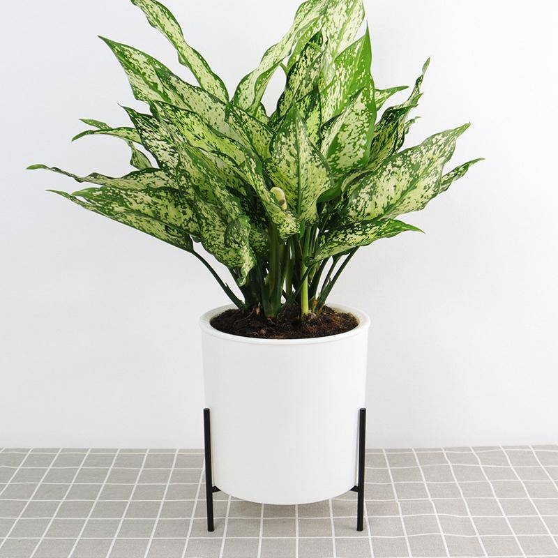 110mm PP Planter Flower Pot Automatic Water-absorbing Lazy Flower Pot, with Shelf