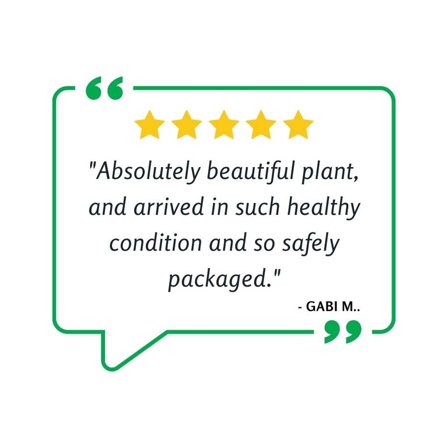 Sundew, Drosera aliciae