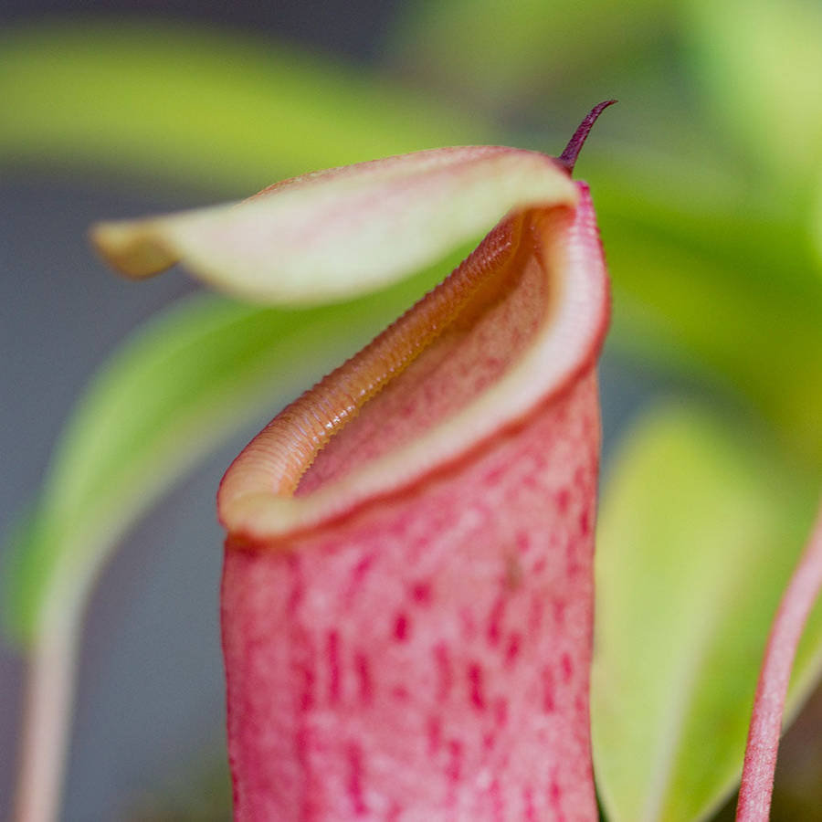 Tropical Pitcher, Nepenthes 'Captain Hook'