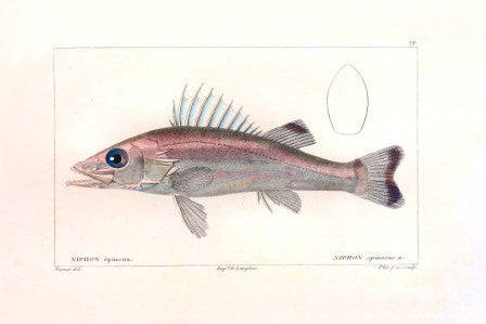 Niphon Epineux