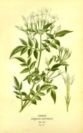 Jasmine