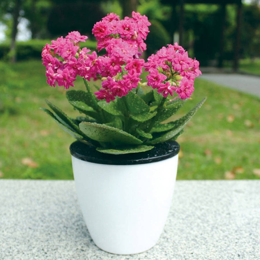 Lazy Flower Pots Automatic Water-absorbing Hydroponic Potted Plants Circular Resin Plastic Flower...