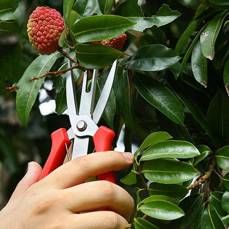 6608-1 Agricultural Fruit And Flower Thinning Scissors Home Gardening Pruning Tools