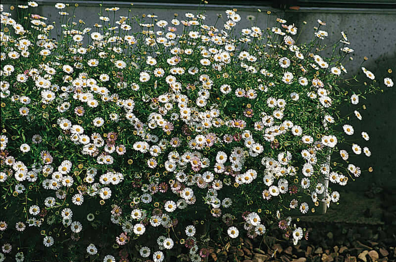 Erigeron Profusion Seeds